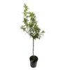 Amandier 'Lauranne'® : Gobelet 3 Ans Pot 2 Amandier 'Lauranne'® : Gobelet 3 Ans Pot -Seve Nature Soldes Boutique 1015038 1715251