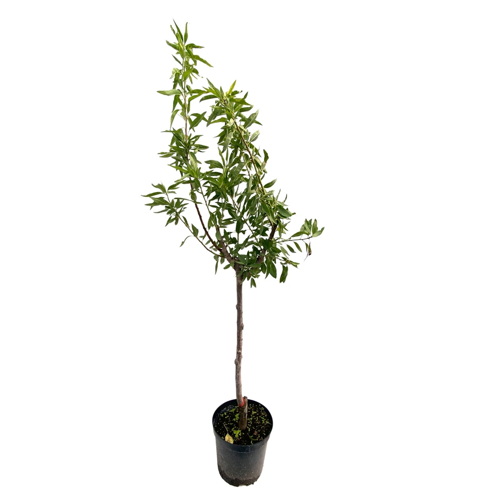 Amandier 'Lauranne'® : Gobelet 3 Ans Pot 3 Amandier 'Lauranne'® : Gobelet 3 Ans Pot
