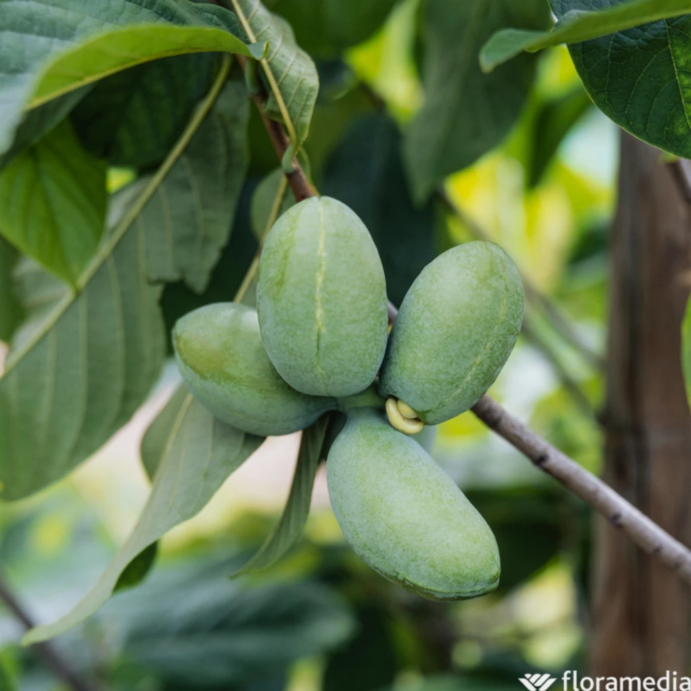 Asiminier Triloba 'Sunflower' Pot 3L 3 Asiminier Triloba 'Sunflower' Pot 3L