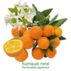 Kumquat Rond Bio Tailles:pot De 3 Litres, Hauteur 30/40 Cm 1 Kumquat Rond Bio Tailles:pot De 3 Litres, Hauteur 30/40 Cm -Seve Nature Soldes Boutique 1efb27ba807c2832