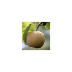 Nashi Nieiseiki : Gobelet Ctr 3 Ans D'âge 9 Nashi Nieiseiki : Gobelet Ctr 3 Ans D'âge -Seve Nature Soldes Boutique 229605 001