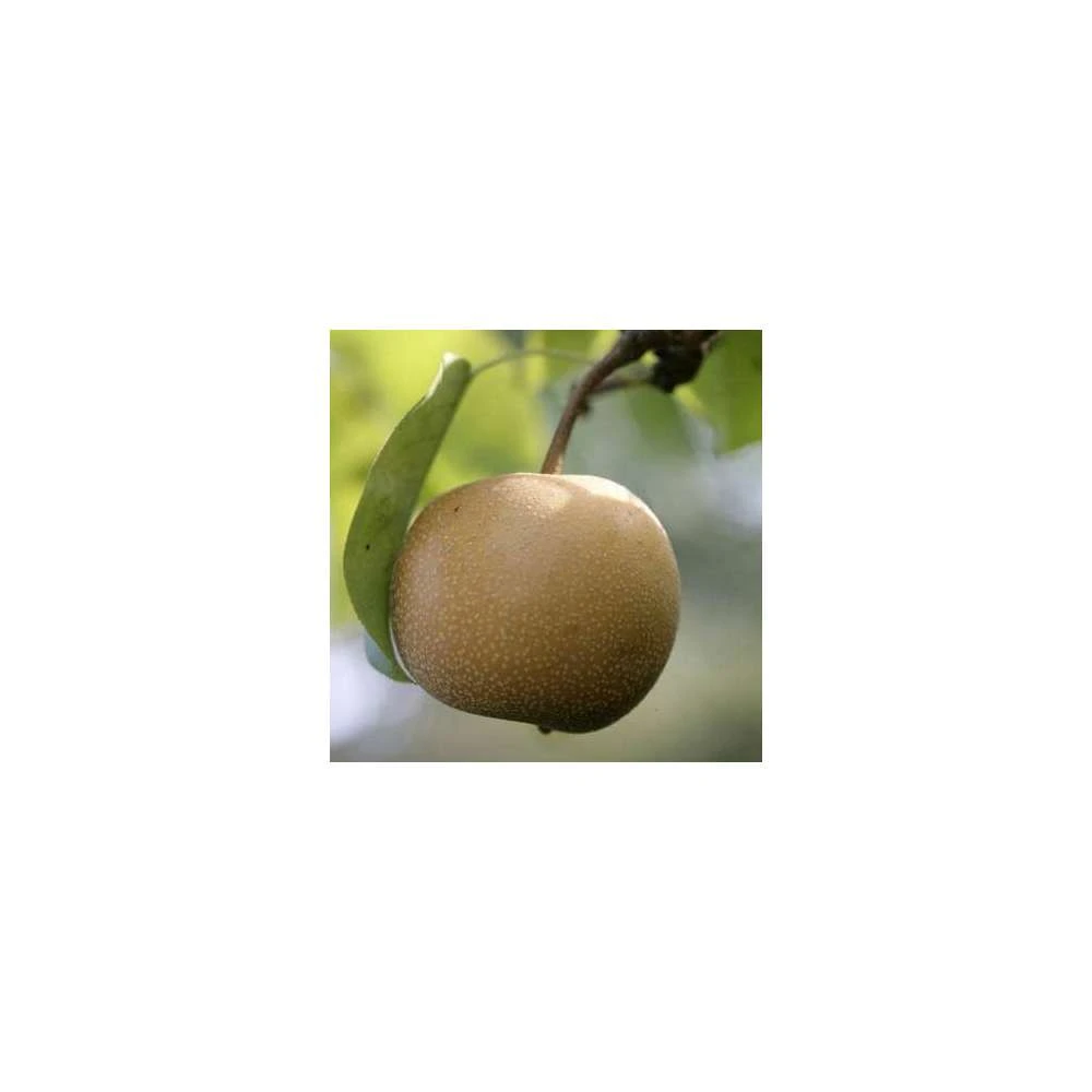 Nashi Nieiseiki : Gobelet Ctr 3 Ans D'âge 6 Nashi Nieiseiki : Gobelet Ctr 3 Ans D'âge – Image 4