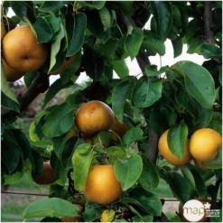 Nashi Nieiseiki : Gobelet Ctr 3 Ans D'âge 8 Nashi Nieiseiki : Gobelet Ctr 3 Ans D'âge -Seve Nature Soldes Boutique 229605 003