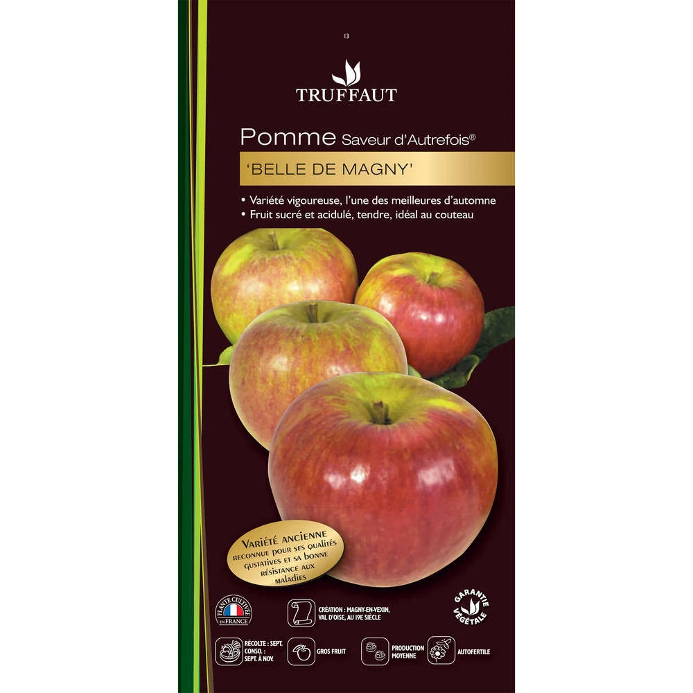 Pommier Belle De Magny : Gobelet 3 Ans D'âge Prêt à Planter 4 Pommier Belle De Magny : Gobelet 3 Ans D'âge Prêt à Planter – Image 2