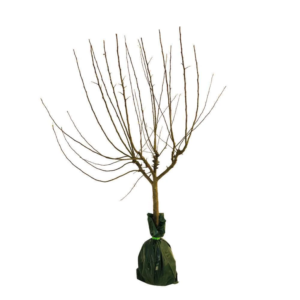 Pommier Belle De Magny : Gobelet 3 Ans D'âge Prêt à Planter 3 Pommier Belle De Magny : Gobelet 3 Ans D'âge Prêt à Planter