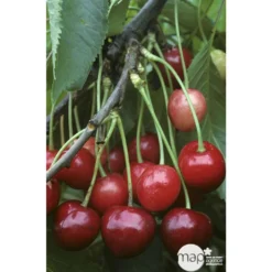 Cerisier Bigarreau Marmotte : Demi Tige Ctr 15 Litres -Seve Nature Soldes Boutique 29603 002