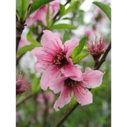 Nectarinier Nectarose : Demi Tige Ctr 15 Litres 7 Nectarinier Nectarose : Demi Tige Ctr 15 Litres -Seve Nature Soldes Boutique 29612 002