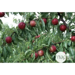 Nectarinier Nectarose : Demi Tige Ctr 15 Litres 8 Nectarinier Nectarose : Demi Tige Ctr 15 Litres -Seve Nature Soldes Boutique 29612 003