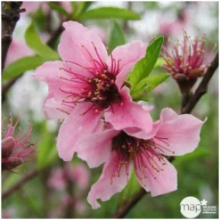 Nectarinier Nectarose : Demi Tige Ctr 15 Litres 9 Nectarinier Nectarose : Demi Tige Ctr 15 Litres -Seve Nature Soldes Boutique 29612 004