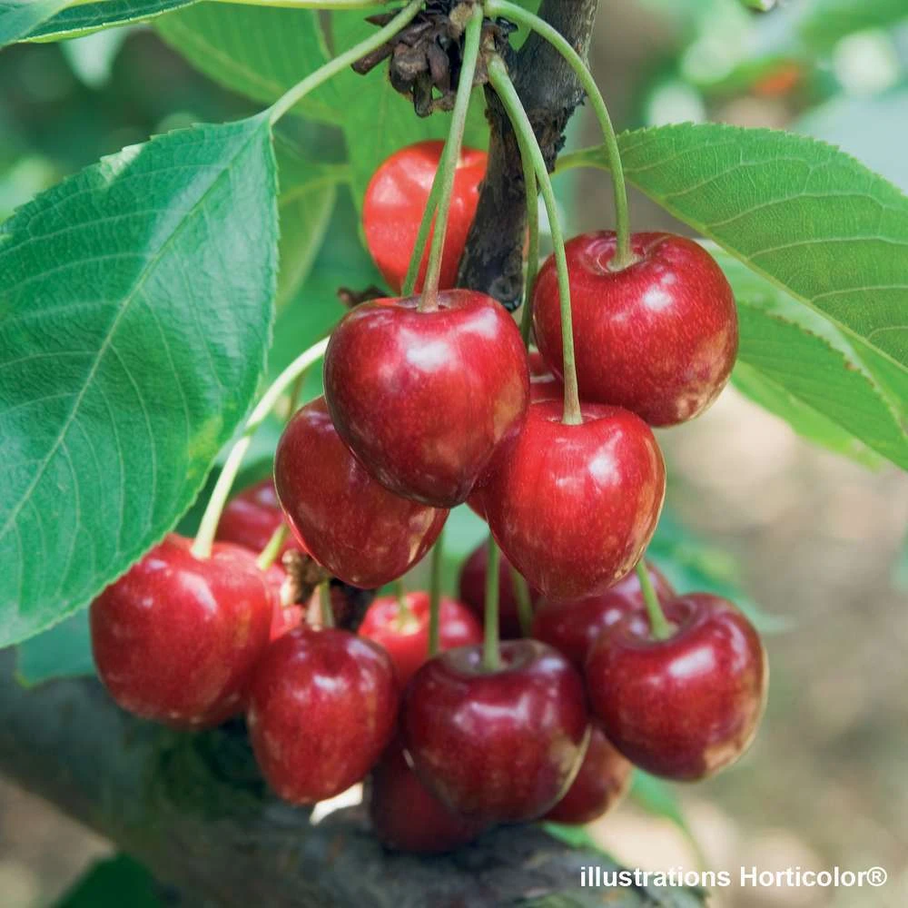 Cerisier Belle De Chatenay : ½ Tige, 4-5 Ans, H 170-180 Cm 4 Cerisier Belle De Chatenay : ½ Tige, 4-5 Ans, H 170-180 Cm – Image 2