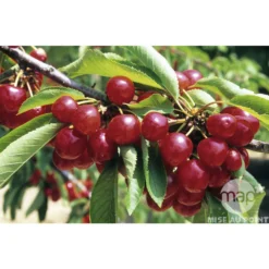 Cerisier Coeur De Pigeon : ½ Tige, 4-5 Ans, H 170-180 Cm 8 Cerisier Coeur De Pigeon : ½ Tige, 4-5 Ans, H 170-180 Cm -Seve Nature Soldes Boutique 37589 002