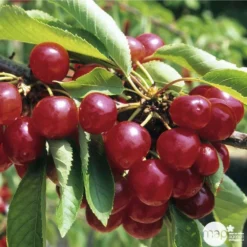 Cerisier Coeur De Pigeon : ½ Tige, 4-5 Ans, H 170-180 Cm 9 Cerisier Coeur De Pigeon : ½ Tige, 4-5 Ans, H 170-180 Cm -Seve Nature Soldes Boutique 37589 003