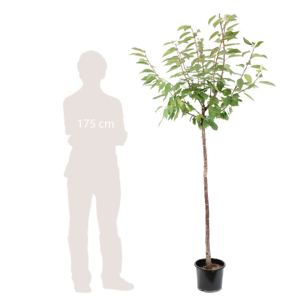 Cerisier Coeur De Pigeon : ½ Tige, 4-5 Ans, H 170-180 Cm 4 Cerisier Coeur De Pigeon : ½ Tige, 4-5 Ans, H 170-180 Cm – Image 2