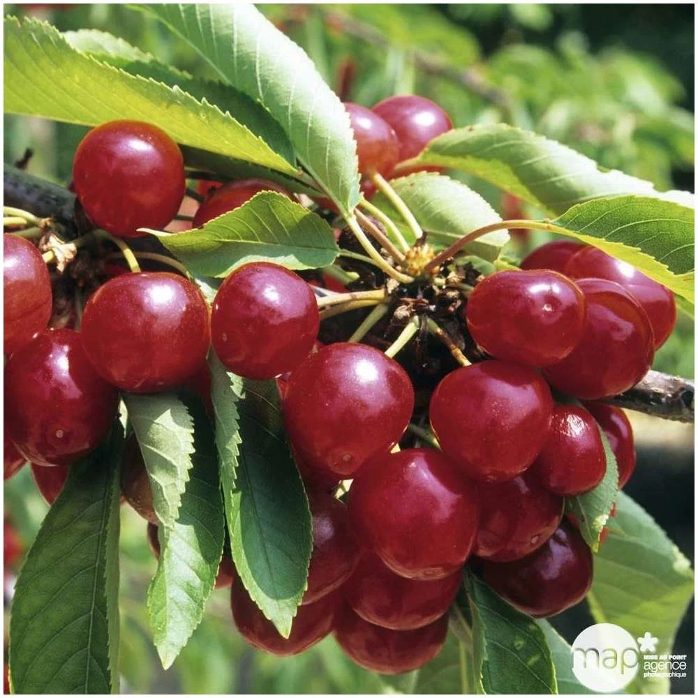 Cerisier Bigarreau Coeur De Pigeon : Gobelet 3 Ans D'âge Ctr 12 Litres 3 Cerisier Bigarreau Coeur De Pigeon : Gobelet 3 Ans D'âge Ctr 12 Litres