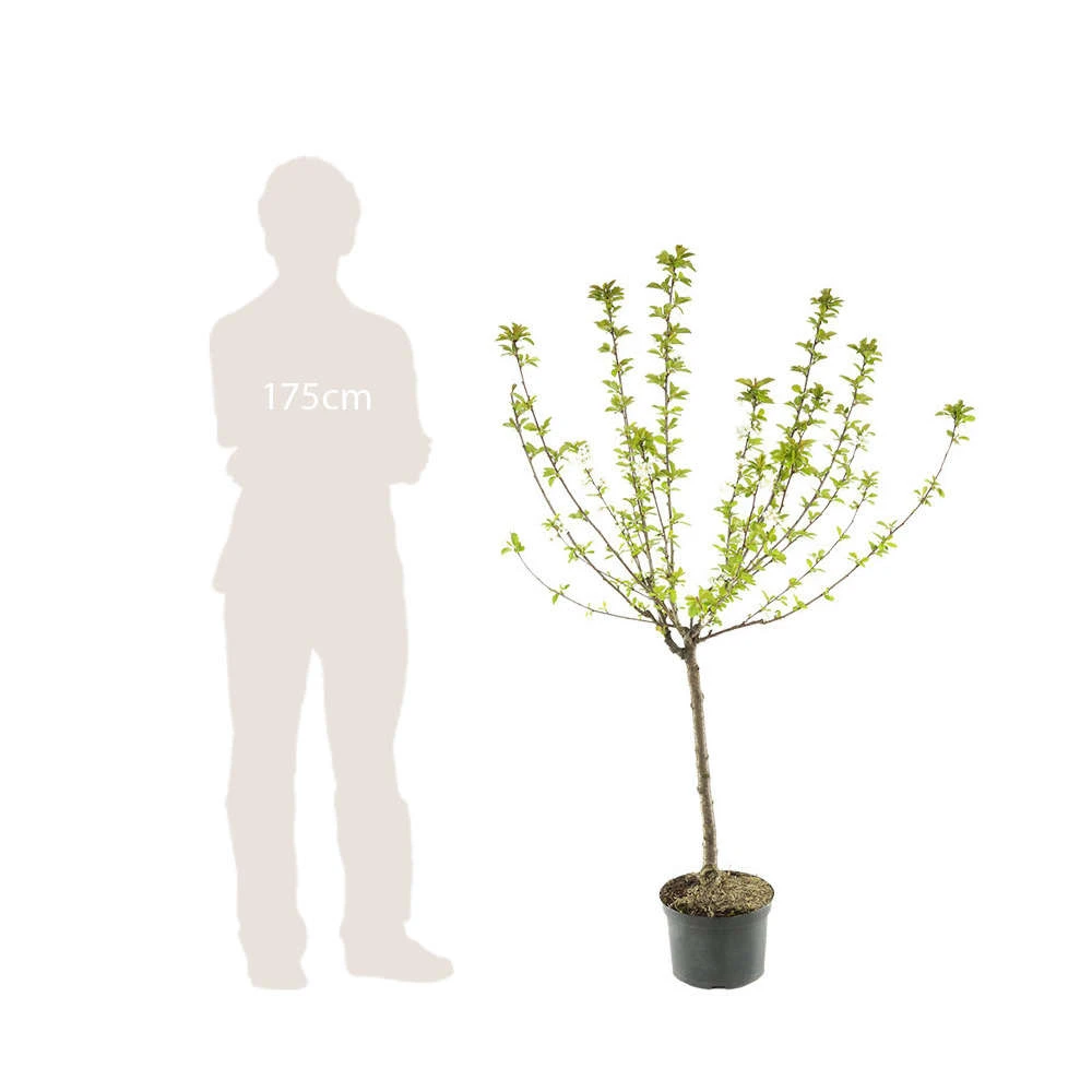 Cerisier Bigarreau Coeur De Pigeon : Gobelet 3 Ans D'âge Ctr 12 Litres 6 Cerisier Bigarreau Coeur De Pigeon : Gobelet 3 Ans D'âge Ctr 12 Litres – Image 4