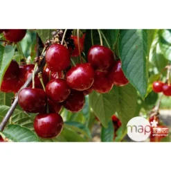 Cerisier Bigarreau Géant D'Hedelfingen 1/2 Tige 2ans âge Ctr 15L 7 Cerisier Bigarreau Géant D'Hedelfingen 1/2 Tige 2ans âge Ctr 15L -Seve Nature Soldes Boutique 37597 002