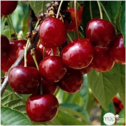 Cerisier Bigarreau Géant D'Hedelfingen 1/2 Tige 2ans âge Ctr 15L 6 Cerisier Bigarreau Géant D'Hedelfingen 1/2 Tige 2ans âge Ctr 15L -Seve Nature Soldes Boutique 37597 003