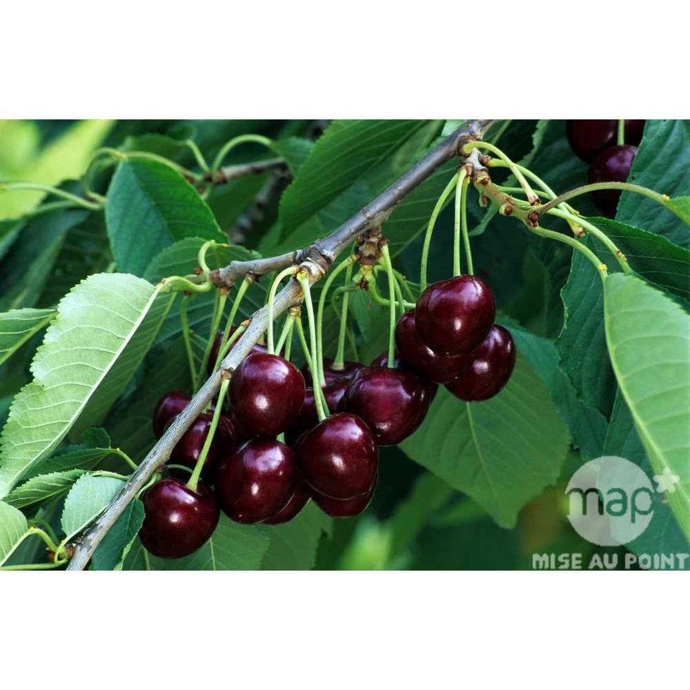 Cerisier Bigarreau Reverchon : Gobelet 3 Ans D'âge Ctr 12 Litres 5 Cerisier Bigarreau Reverchon : Gobelet 3 Ans D'âge Ctr 12 Litres – Image 3