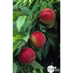 Pêcher à Chair Blanche Amsden : Demi Tige Ctr 15 Litres 7 Pêcher à Chair Blanche Amsden : Demi Tige Ctr 15 Litres -Seve Nature Soldes Boutique 37642 002