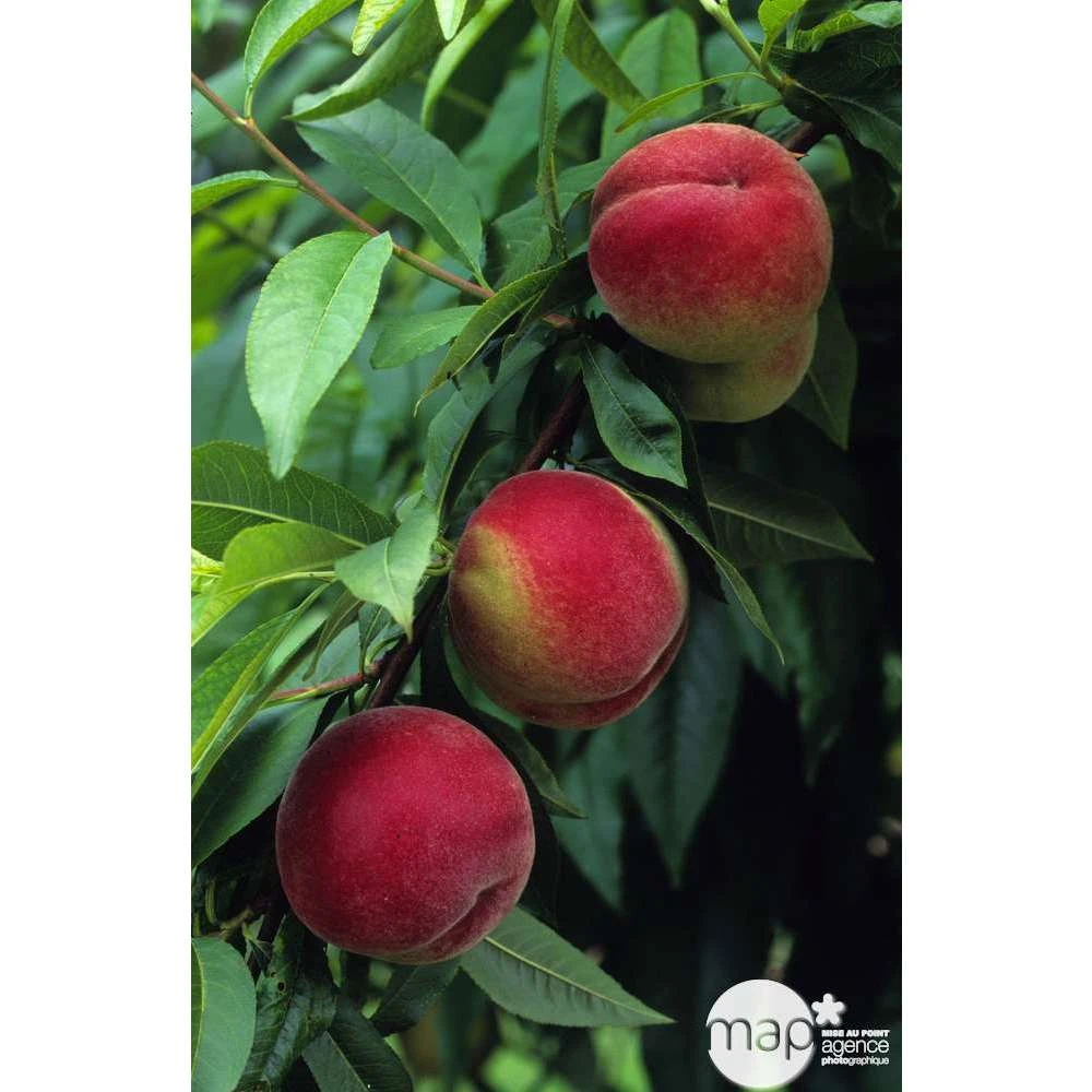 Pêcher à Chair Blanche Amsden : Demi Tige Ctr 15 Litres 5 Pêcher à Chair Blanche Amsden : Demi Tige Ctr 15 Litres – Image 3