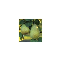 Poirier Beurré Hardy : Gobelet 3 Ans D'âge Ctr 12 Litres 9 Poirier Beurré Hardy : Gobelet 3 Ans D'âge Ctr 12 Litres -Seve Nature Soldes Boutique 37673 003