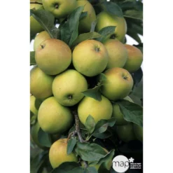 Pommier Golden Delicious : Gobelet 3 Ans D'âge Ctr 12 Litres 9 Pommier Golden Delicious : Gobelet 3 Ans D'âge Ctr 12 Litres -Seve Nature Soldes Boutique 37730 003