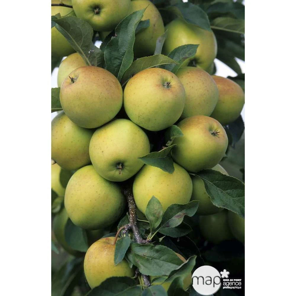 Pommier Golden Delicious : Gobelet 3 Ans D'âge Ctr 12 Litres 6 Pommier Golden Delicious : Gobelet 3 Ans D'âge Ctr 12 Litres – Image 4