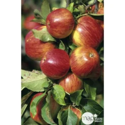 Pommier Jonagold : Gobelet 3 Ans D'âge Ctr 12 Litres 6 Pommier Jonagold : Gobelet 3 Ans D'âge Ctr 12 Litres -Seve Nature Soldes Boutique 37759 003