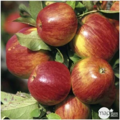 Pommier Jonagold : Gobelet 3 Ans D'âge Ctr 12 Litres 7 Pommier Jonagold : Gobelet 3 Ans D'âge Ctr 12 Litres -Seve Nature Soldes Boutique 37759 004