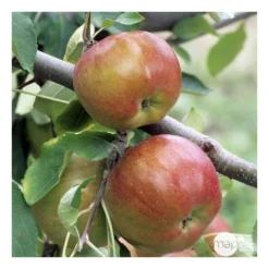 Pommier Melrose : ½ Tige, 4-5 Ans, H 170-180 Cm 11 Pommier Melrose : ½ Tige, 4-5 Ans, H 170-180 Cm -Seve Nature Soldes Boutique 37765 008