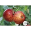 Pommier Reine Des Reinettes : Gobelet 3 Ans D'âge Ctr 12 Litres 1 Pommier Reine Des Reinettes : Gobelet 3 Ans D'âge Ctr 12 Litres -Seve Nature Soldes Boutique 37779 003
