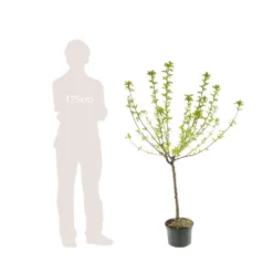 Pommier Reine Des Reinettes : Gobelet 3 Ans D'âge Ctr 12 Litres 9 Pommier Reine Des Reinettes : Gobelet 3 Ans D'âge Ctr 12 Litres -Seve Nature Soldes Boutique 37779 006