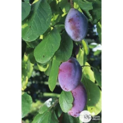 Prunier Quetsche D'Alsace : Gobelet 3 Ans D'âge Ctr 12 Litres 10 Prunier Quetsche D'Alsace : Gobelet 3 Ans D'âge Ctr 12 Litres -Seve Nature Soldes Boutique 37823 003