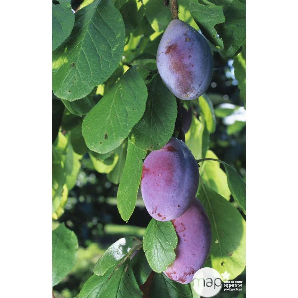 Prunier Quetsche D'Alsace : Gobelet 3 Ans D'âge Ctr 12 Litres 6 Prunier Quetsche D'Alsace : Gobelet 3 Ans D'âge Ctr 12 Litres – Image 4