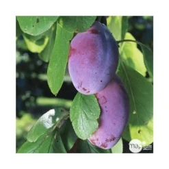 Prunier Quetsche D'Alsace : Gobelet 3 Ans D'âge Ctr 12 Litres 11 Prunier Quetsche D'Alsace : Gobelet 3 Ans D'âge Ctr 12 Litres -Seve Nature Soldes Boutique 37823 004