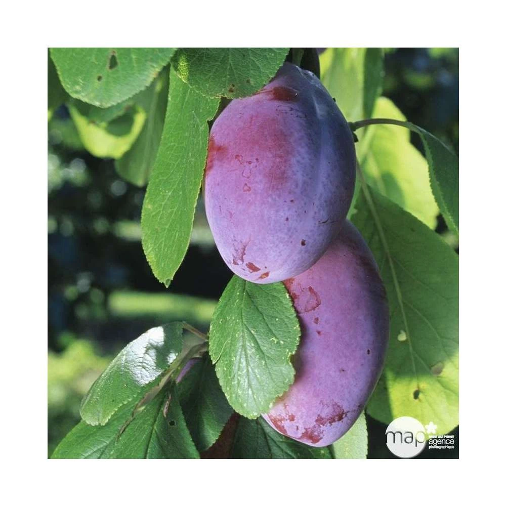 Prunier Quetsche D'Alsace : Gobelet 3 Ans D'âge Ctr 12 Litres 7 Prunier Quetsche D'Alsace : Gobelet 3 Ans D'âge Ctr 12 Litres – Image 5