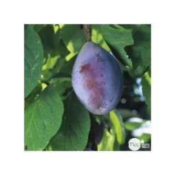 Prunier Quetsche D'Alsace : Gobelet 3 Ans D'âge Ctr 12 Litres 9 Prunier Quetsche D'Alsace : Gobelet 3 Ans D'âge Ctr 12 Litres -Seve Nature Soldes Boutique 37823 006