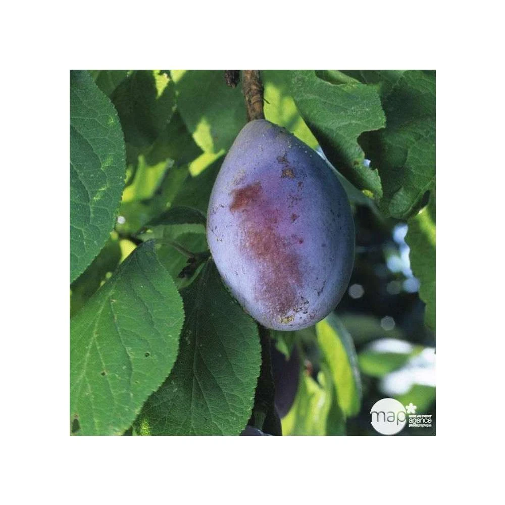 Prunier Quetsche D'Alsace : Gobelet 3 Ans D'âge Ctr 12 Litres 5 Prunier Quetsche D'Alsace : Gobelet 3 Ans D'âge Ctr 12 Litres – Image 3