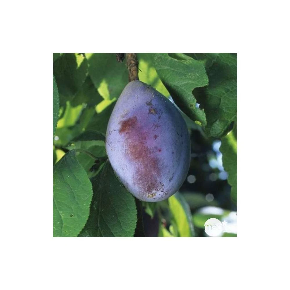 Prunier Quetsche D'Alsace : Gobelet 3 Ans D'âge Ctr 12 Litres 4 Prunier Quetsche D'Alsace : Gobelet 3 Ans D'âge Ctr 12 Litres – Image 2