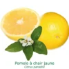 Pomelos A Chair Jaune Bio Tailles:pot De 3 Litres, Hauteur 30/40 Cm 1 Pomelos A Chair Jaune Bio Tailles:pot De 3 Litres, Hauteur 30/40 Cm -Seve Nature Soldes Boutique 41612e67e5322872