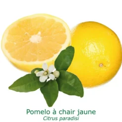 Pomelos A Chair Jaune Bio Tailles:pot De 3 Litres, Hauteur 30/40 Cm