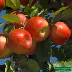 Pommier Ariane : Gobelet 3 Ans D'âge 9 Pommier Ariane : Gobelet 3 Ans D'âge -Seve Nature Soldes Boutique 427320 001