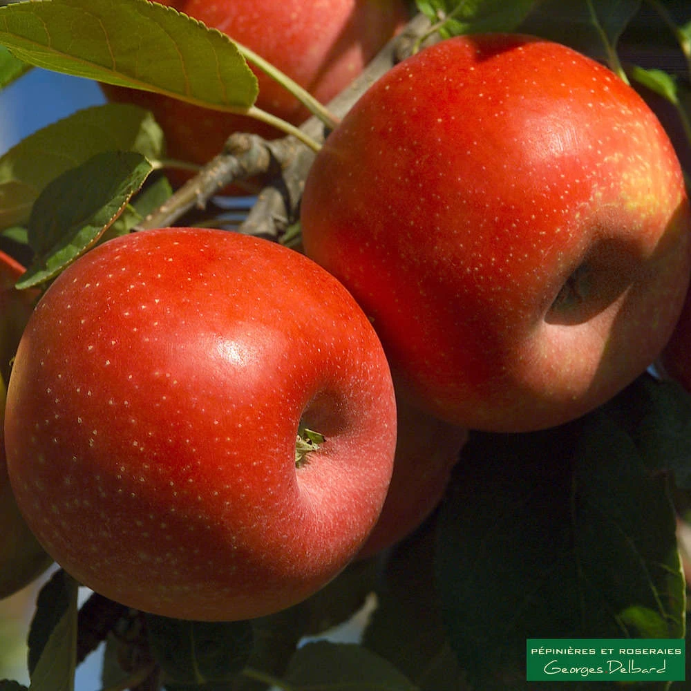 Pommier Ariane : Gobelet 3 Ans D'âge 3 Pommier Ariane : Gobelet 3 Ans D'âge