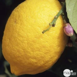 Citronnier 4 Saisons:AB Conteneur 3 Litres 10 Citronnier 4 Saisons:AB Conteneur 3 Litres -Seve Nature Soldes Boutique 493516 001