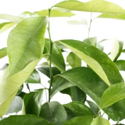 Citronnier 4 Saisons:AB Conteneur 3 Litres 12 Citronnier 4 Saisons:AB Conteneur 3 Litres -Seve Nature Soldes Boutique 493516 003