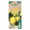 Citronnier 4 Saisons:AB Conteneur 3 Litres 1 Citronnier 4 Saisons:AB Conteneur 3 Litres -Seve Nature Soldes Boutique 493516 008
