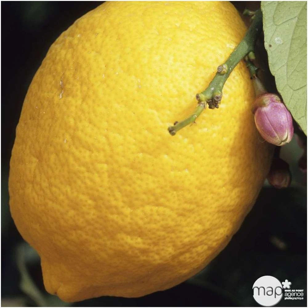 Citronnier Meyer:AB Conteneur 3 Litres 5 Citronnier Meyer:AB Conteneur 3 Litres – Image 3