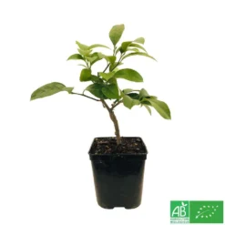 Citronnier Meyer:AB Conteneur 3 Litres 9 Citronnier Meyer:AB Conteneur 3 Litres -Seve Nature Soldes Boutique 493531 005