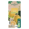 Citronnier Meyer:AB Conteneur 3 Litres 2 Citronnier Meyer:AB Conteneur 3 Litres -Seve Nature Soldes Boutique 493531 008
