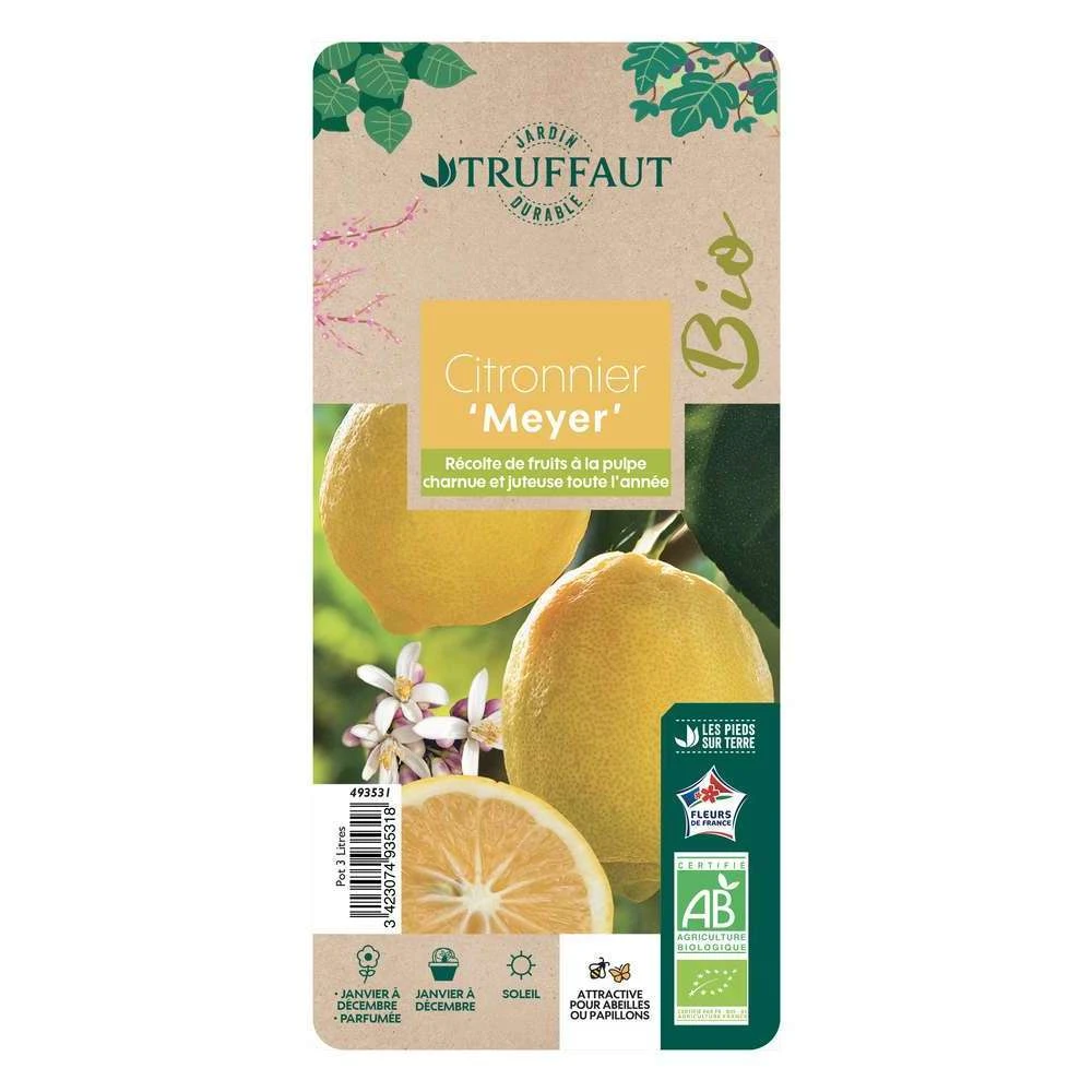 Citronnier Meyer:AB Conteneur 3 Litres 3 Citronnier Meyer:AB Conteneur 3 Litres